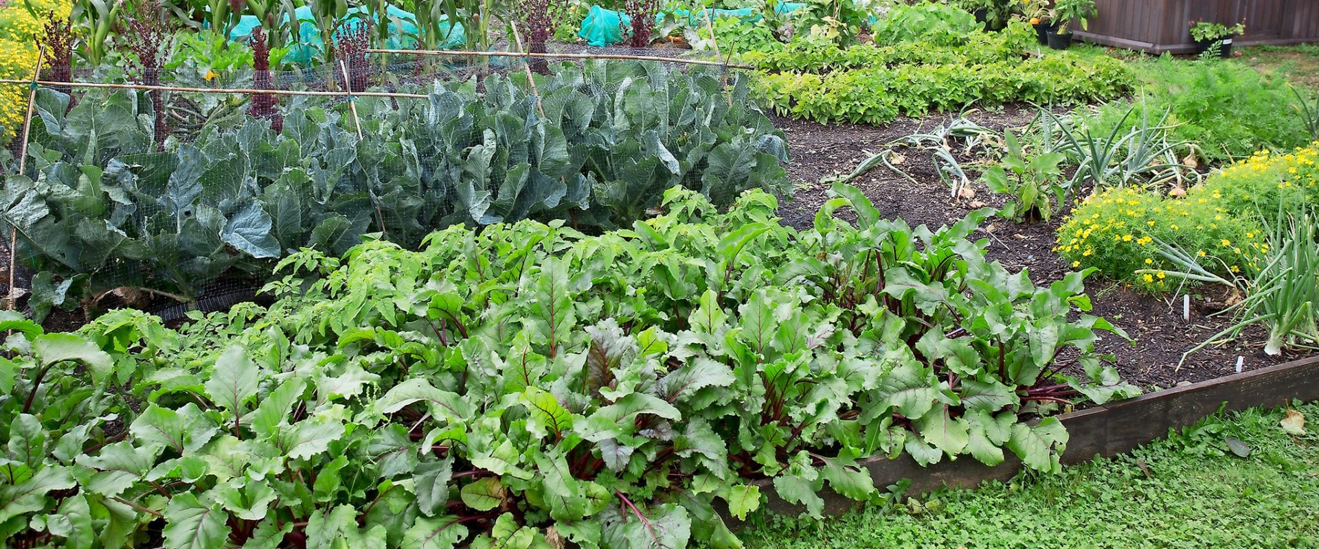 The Importance of Crop Rotation in Enhancing Your Garden Design and Vegetable Gardens