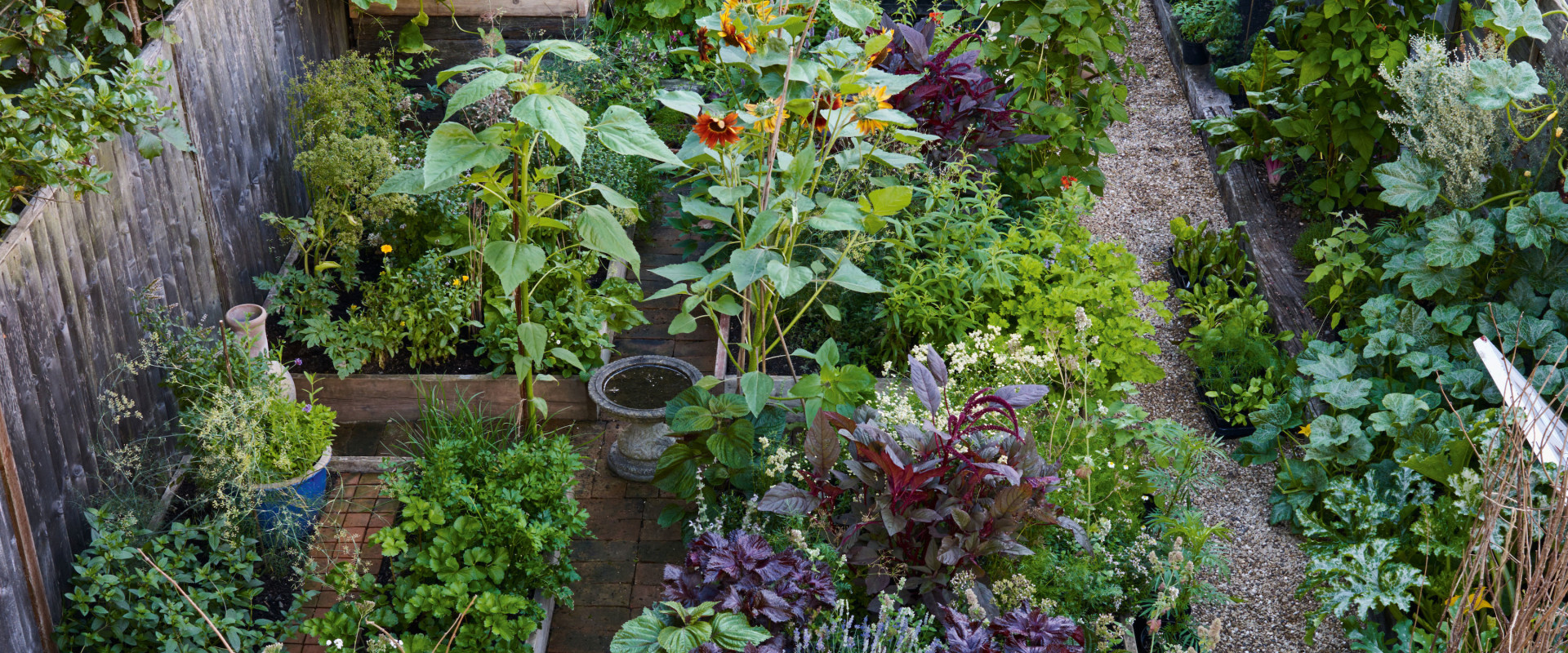 Creating an Edible Garden: How to Enhance Your Outdoor Living Space