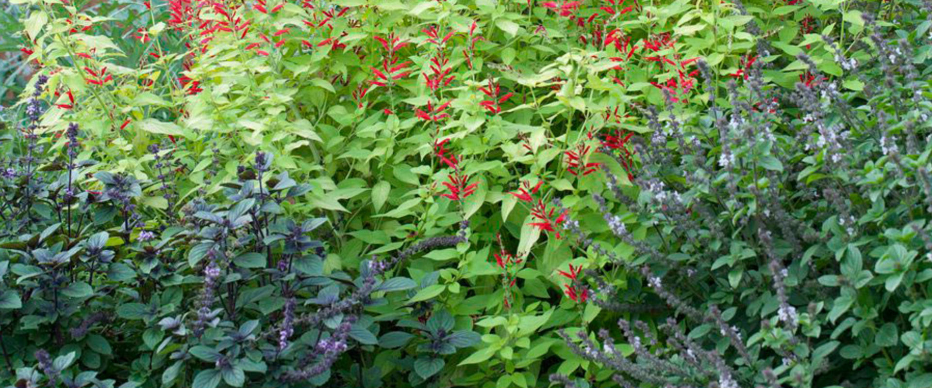 How to Create a Stunning Herb Garden for Your Outdoor Living Space