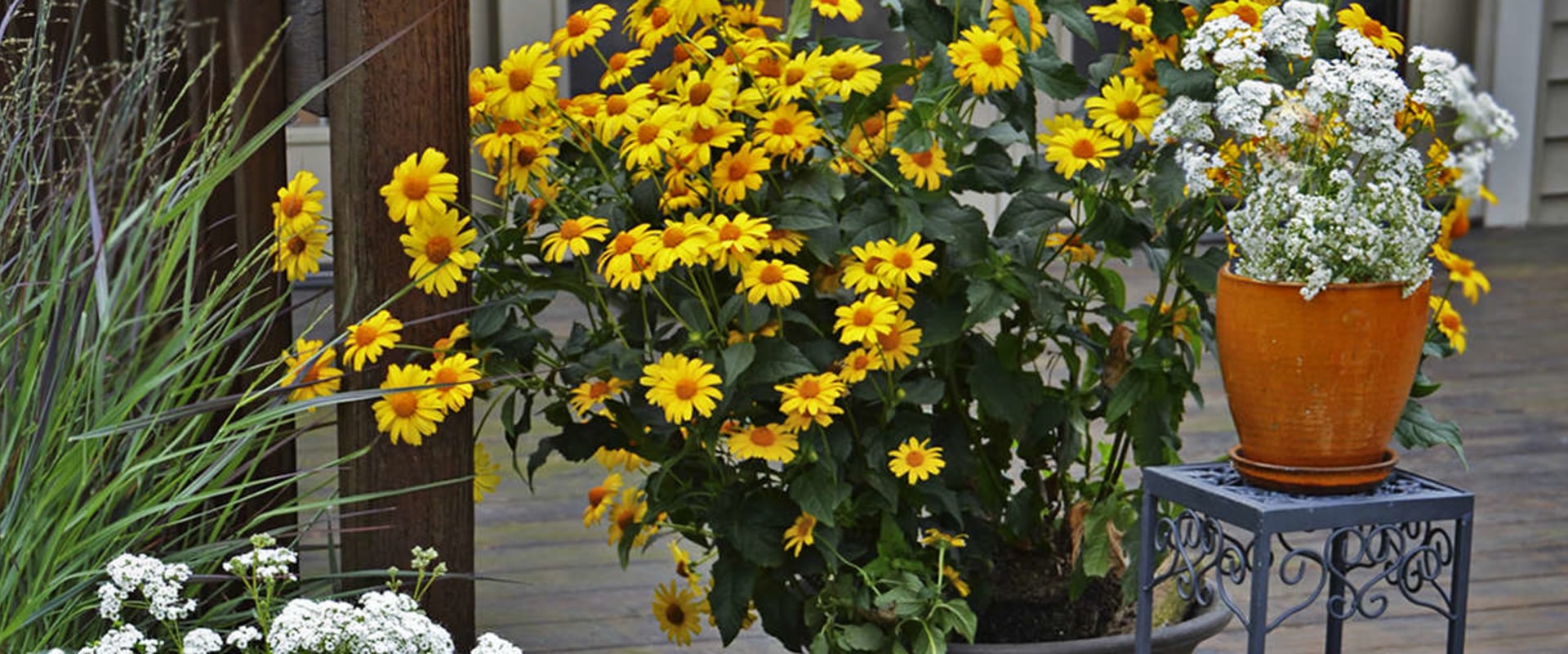How to Make Your Garden Bloom: The Ultimate Guide to Annual Flower Pots