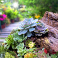 How to Create a Stunning Succulent Garden for Your Outdoor Space