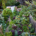 Creating an Edible Garden: How to Enhance Your Outdoor Living Space