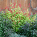 How to Create a Stunning Herb Garden for Your Outdoor Living Space