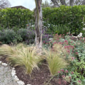 Drought-Resistant Grasses: Enhancing Your Outdoor Living Space