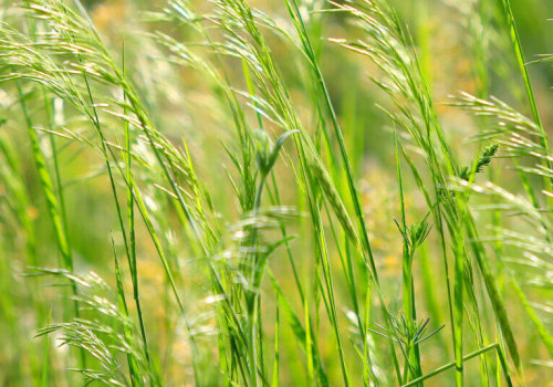 All You Need to Know about Cool-Season Grasses