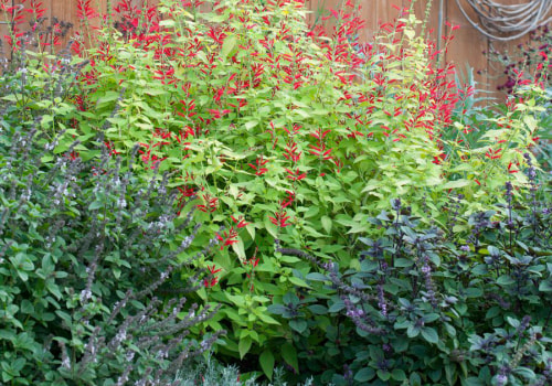 How to Create a Stunning Herb Garden for Your Outdoor Living Space